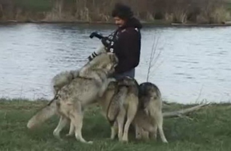 Video đàn sói "ôm hôn" nhiếp ảnh gia gây sốt - 3 Đàn sói bất ngờ vây quanh anh Sloan.