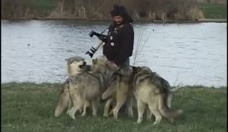 Video đàn sói "ôm hôn" nhiếp ảnh gia gây sốt - 4 Anh Sloan xoa nhẹ lên mình những chú sói lông xám khiến chúng càng trở nên thích thú.