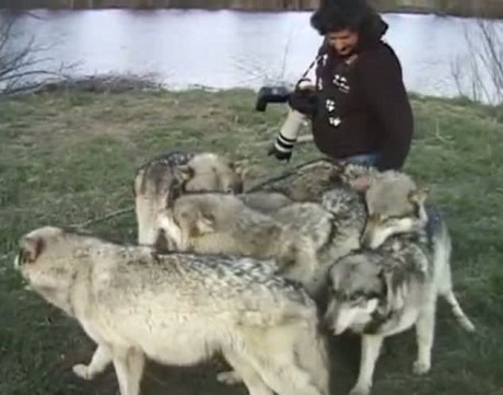 Video đàn sói "ôm hôn" nhiếp ảnh gia gây sốt - 5 Dù đang tập trung chụp ảnh nhưng khi đàn sói xuất hiện, anh vẫn ưu tiên chơi với lũ sói.
