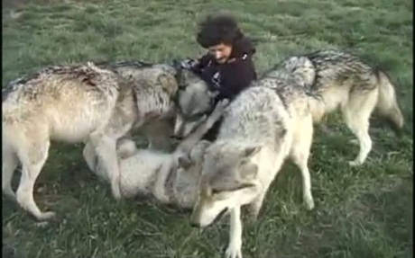 Video đàn sói "ôm hôn" nhiếp ảnh gia gây sốt - 6 Chỉ vuốt lông là không đủ, đàn sói còn vờn, liếm mặt và ôm lấy Sloan.