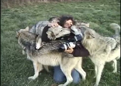 Video đàn sói "ôm hôn" nhiếp ảnh gia gây sốt - 7 Chỉ vuốt lông là không đủ, đàn sói còn vờn, liếm mặt và ôm lấy Sloan.