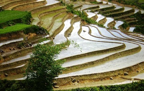 Ruộng bậc thang Sapa
