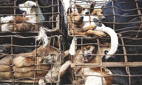 Báo Anh "sửng sốt" trước nghề kinh doanh thịt chó ở Việt Nam - 2 Chiếc xe tải chở khoảng 130 chú chó. Điểm dừng chân của chúng sẽ là ở những lò giết mổ.