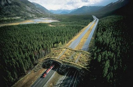 Cầu Sinh vật, công viên quốc gia Banff, Canada: 