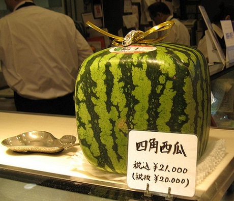 4,5 triệu VND/trái dưa vuông