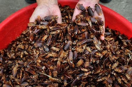 Loài gián bỗng trở thành... “đặc sản”, “mỹ phẩm” của người Trung Quốc - 1 Loài gián bỗng trở thành... “thần dược”, “đặc sản” của người Trung Quốc