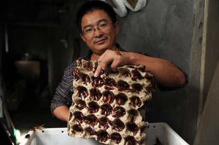Loài gián bỗng trở thành... “đặc sản”, “mỹ phẩm” của người Trung Quốc - 2 Loài gián bỗng trở thành... “thần dược”, “đặc sản” của người Trung Quốc