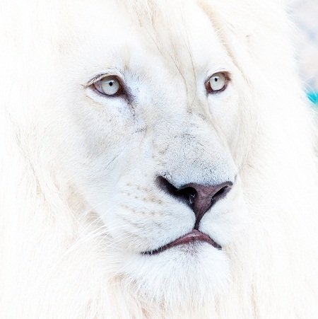 Sư tử trắng - Chàng chiến binh quả cảm, tỉnh táo - 1 Sư tử trắng - Chàng chiến binh quả cảm, tỉnh táo