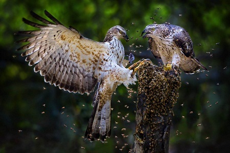 “Honey Lovers” (Đôi tình nhân ngọt ngào) - Tác giả Fan Hui Ling (Đài Loan) - Huy chương Vàng FIAP