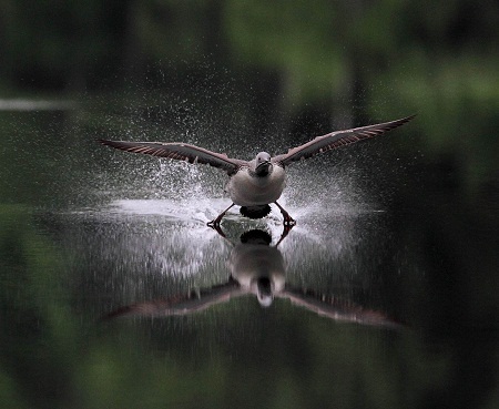 “Short Runway” (Đường chạy ngắn) - Tác giả Eero Hauta-aho (Phần Lan) - Huy chương Vàng VAPA