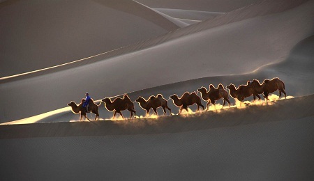 “Camels In Desert” (Lạc đà trong sa mạc) - Tác giả Lai Yin Bianca Ho (Úc) - Huy chương Bạc FIAP