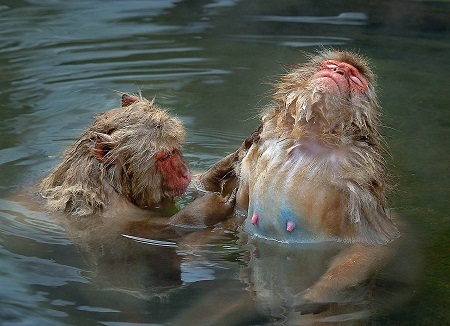 “Macaque Heaven” (Thiên đường của khỉ) - Tác giả Roy Killen (Úc) - Huy chương Bạc VAPA