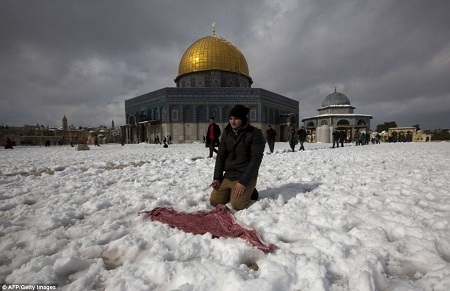Hình ảnh thánh địa Jerusalem bất ngờ có tuyết sau 60 năm - 15 Tuyết rơi bám vào lông những chú lừa đứng ngoài trời lạnh.