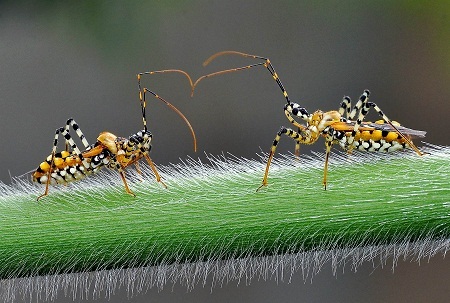 “Tín hiệu tình yêu” - Tác giả Bùi Văn Chung (Việt Nam) - Huy chương Đồng VAPA