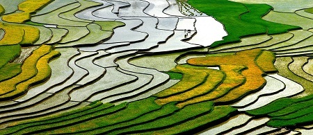 “Duyên hoa” - Tác giả Nguyễn Phúc Lộc (Việt Nam) - Huy chương Đồng VAPA