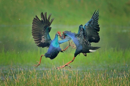 “Tranh tài” - Tác giả Nguyễn Thành Hưng (Việt Nam) - Bằng Danh dự FIAP