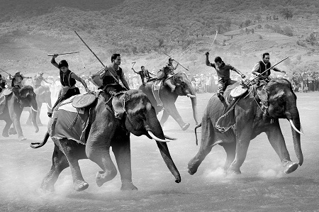 “Elephant Race” (Đua voi) - Tác giả Trần Phong (Việt Nam) - Bằng Danh dự FIAP