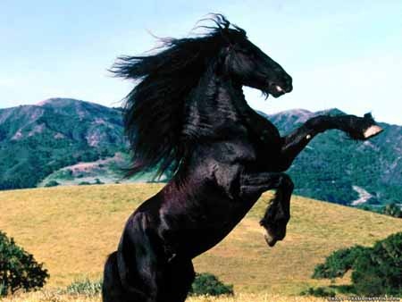 Những con ngựa nổi tiếng trong lịch sử - văn học Trung Quốc