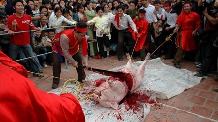 Nên dẹp những lễ hội “man rợ” - 1 Quang cảnh ở lễ hội chém lợn (Ném Thượng, Tiên Du, Bắc Ninh)