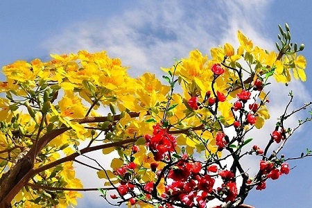 “Em ơi, Tết cộng đồng” - 1 “Em ơi, Tết cộng đồng”