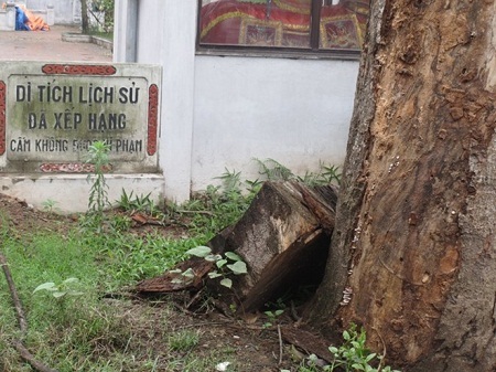 Cây muỗm gần 900 tuổi ở đền Voi Phục đã được công nhận là cây di sản chết vì mối mọt.