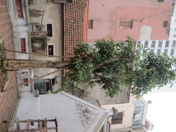 Cây muỗm mới trồng bổ sung đã ra hoa.