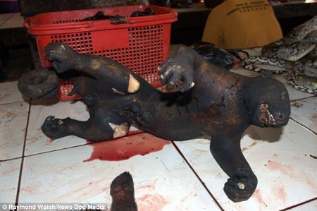 Những hình ảnh gây ám ảnh đối với du khách phương Tây, nơi người ta không bao giờ ăn thịt chó.