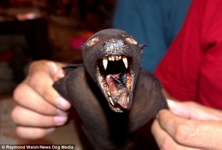 Ở Indonesia, người dân ăn cả thịt dơi.