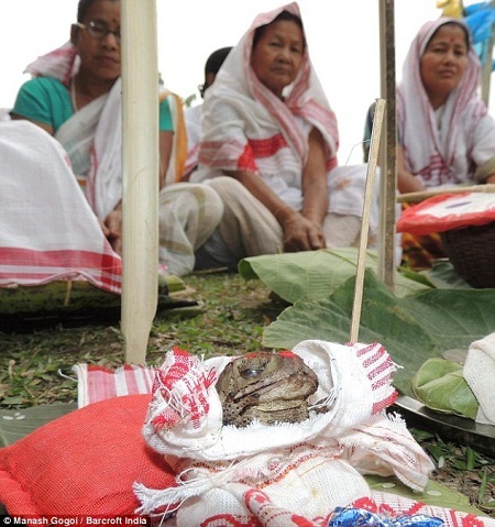Ở Ấn Độ, cóc cũng là... “cậu ông trời”? - 1 Tổ chức lễ cưới cho cóc là một hoạt động thường niên của dân làng Assam.