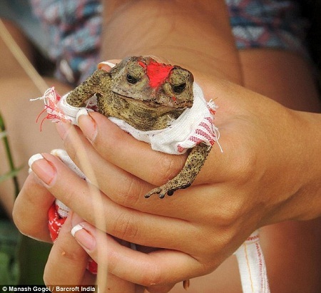Ở Ấn Độ, cóc cũng là... “cậu ông trời”? - 4 Phẩm đỏ được bôi lên đầu của hai chú cóc trong buổi lễ.