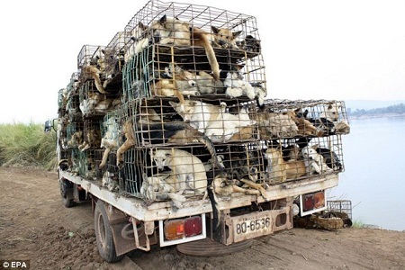 Báo Anh viết “đặc sản” thịt chó ở Việt Nam có nguồn gốc từ Thái Lan