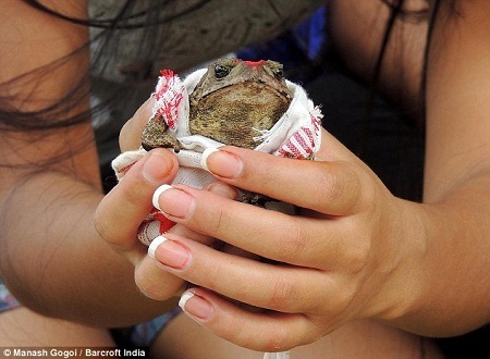Ở Ấn Độ, cóc cũng là... “cậu ông trời”? - 5 Phẩm đỏ được bôi lên đầu của hai chú cóc trong buổi lễ.