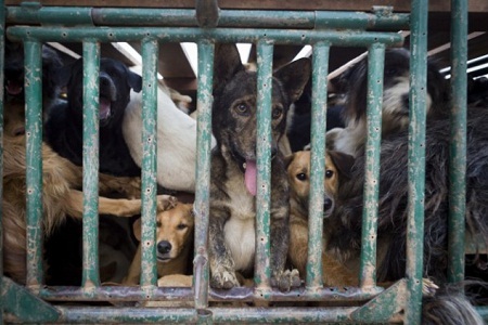 Găng tay bằng da chó được cho là rất mềm và phù hợp để làm găng tay đánh golf.