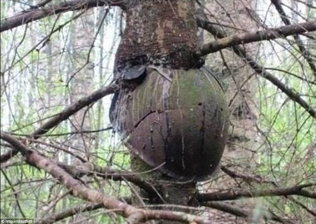 Kỳ lạ khu rừng “găm” vào mình những gì chiến tranh bỏ lại - 6 Một cái cây “thích” đội mũ.