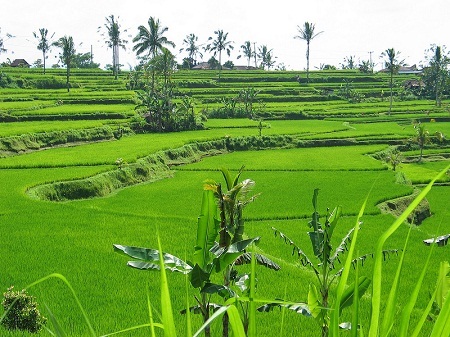 Những vùng đất thiên đường nổi tiếng trong văn chương - 7 Trong bài giảng cho sinh viên năm 1889, nhà văn Mỹ Mark Twain từng nói về Hawaii đầy thơ mộng: