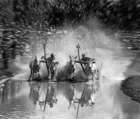 Việt Nam bất ngờ trở thành đề tài hấp dẫn tại cuộc thi ảnh thế giới - 1 Lễ hội đua bò ở Châu Đốc, An Giang. (Ảnh: Sơn Nguyễn)