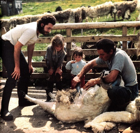 McCartney cùng các con xem một người thợ xén lông cừu.