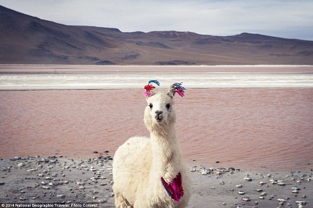 Việt Nam bất ngờ trở thành đề tài hấp dẫn tại cuộc thi ảnh thế giới - 24 Một chú lạc đà không bướu sống ở vùng núi cao, khí hậu giá lạnh.