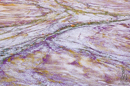 Điều kỳ diệu có thật trong bộ ảnh “Sa mạc nở hoa” - 7 Bích Ngọc