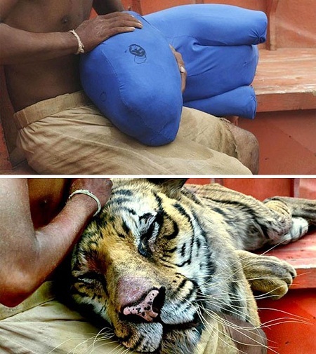 Các nhà làm phim đã “lừa dối” khán giả như thế nào? - 30 “Life of Pi” (Cuộc đời Pi - 2012)