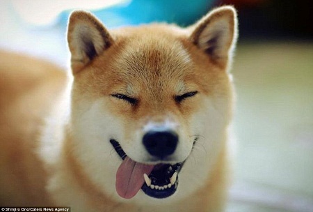 Hình ảnh chó hạnh phúc mỉm cười sẽ khiến bất kỳ ai cũng cảm thấy ấm áp và tươi cười. Khám phá và cảm nhận hạnh phúc của những chú cún thông qua những bức ảnh tuyệt đẹp của chúng tôi!