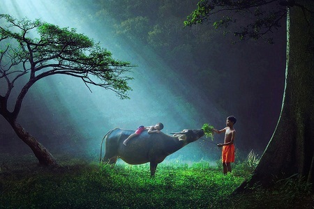 Hình ảnh tuyệt đẹp về niềm vui trẻ thơ - 2 Hai cậu bé chăn trâu người Indonesia.