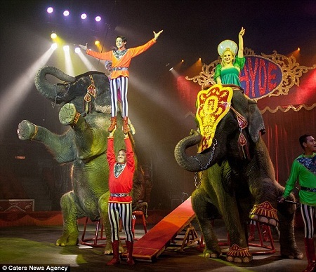 Xiếc thú đã bị cấm ở Mexico, tuy vậy, đạo luật này có thời hạn một năm để thi hành.