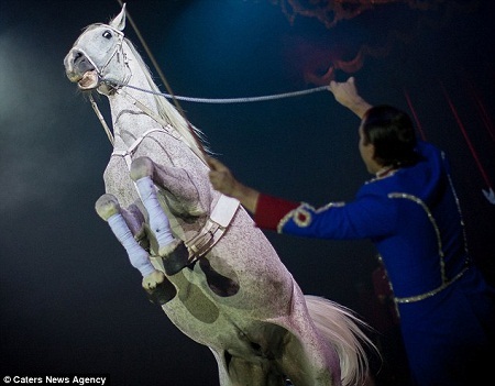 Xiếc thú đã bị cấm ở Mexico, tuy vậy, đạo luật này có thời hạn một năm để thi hành.