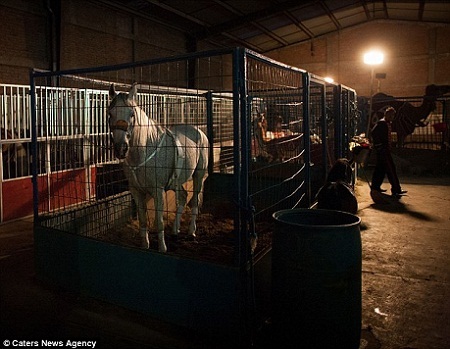 Kể từ ngày 15/7/2015, môn xiếc thú sẽ chính thức bị xóa bỏ khỏi các gánh xiếc ở Mexico.