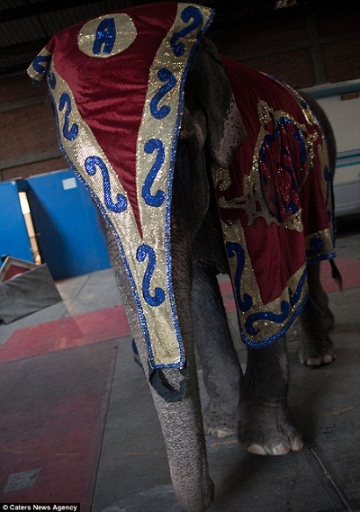 Kể từ ngày 15/7/2015, môn xiếc thú sẽ chính thức bị xóa bỏ khỏi các gánh xiếc ở Mexico.