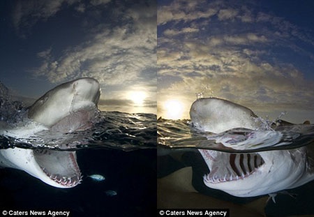 Kinh ngạc người đàn ông chuyên đi chụp… hàm cá mập - 2 Trong bức ảnh này, Andy đã ở ngay sát bên hàm cá mập.