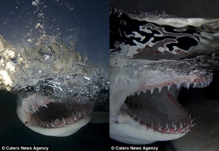 Kinh ngạc người đàn ông chuyên đi chụp… hàm cá mập - 6 Một bức ảnh “tự sướng” với cá mập đầu búa.