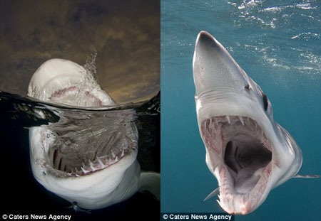 Kinh ngạc người đàn ông chuyên đi chụp… hàm cá mập - 7 Andy cảm thấy cá mập là loài động vật bị con người hiểu sai nhiều nhất.