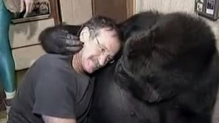 Cô khỉ đột bật khóc khi biết tin tài tử Robin Williams qua đời - 1 Cô khỉ bật khóc khi biết tin người bạn thân Robin Williams qua đời